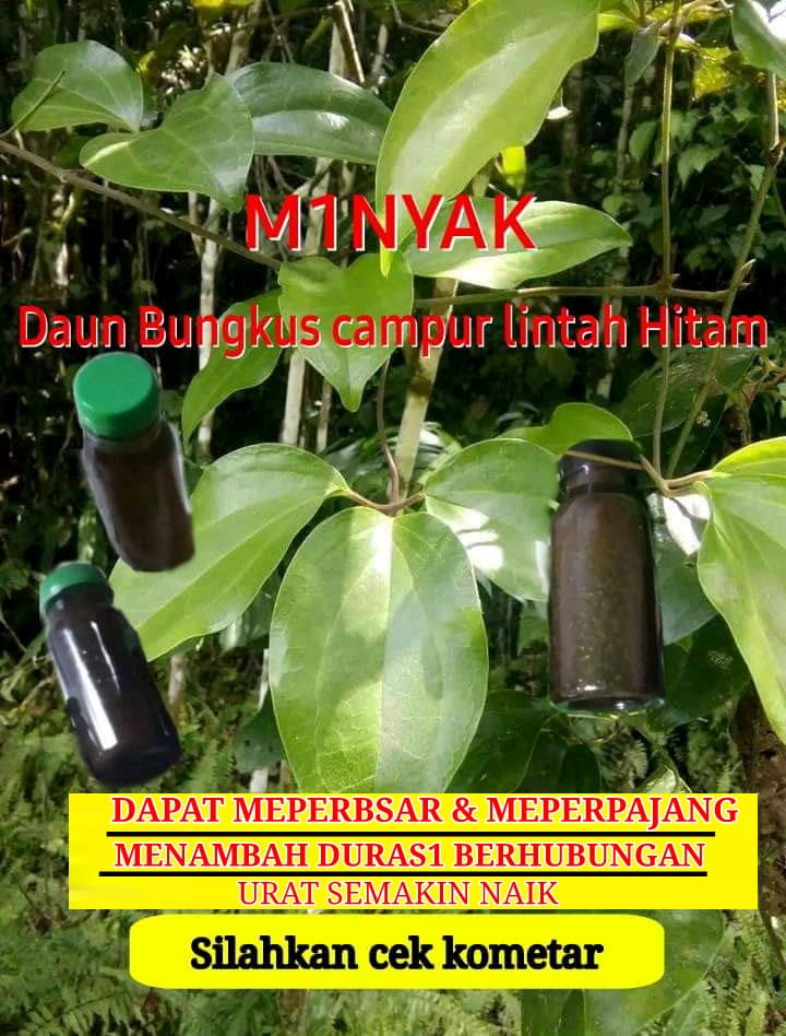 TESTIMONI PEMAHAR DAUN BUNGKUS SANG PEMBESAR MR.P PART 1